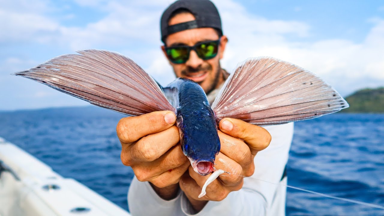 Bluefin gibi orkinos türlerinin en sevdiği uçan balık nasıl yakalanır